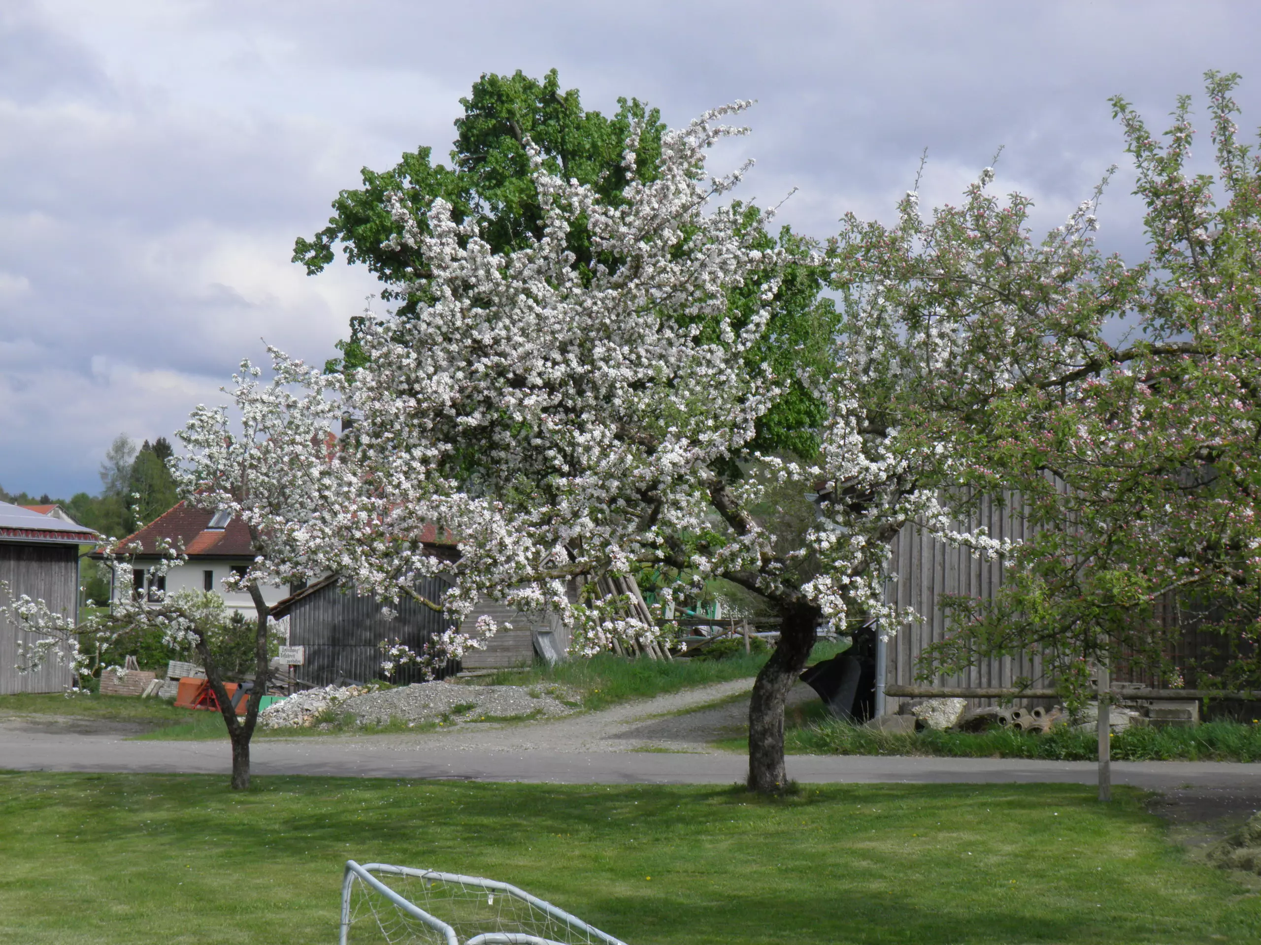 Obstbäume