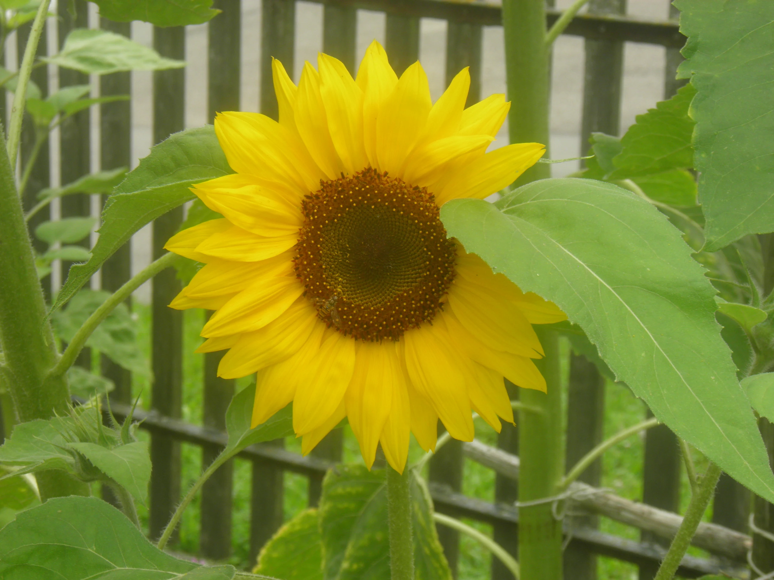 Sonnenblume